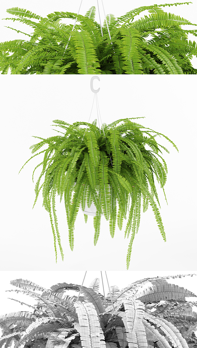 Fern 1 3DS Max - thumbnail 1