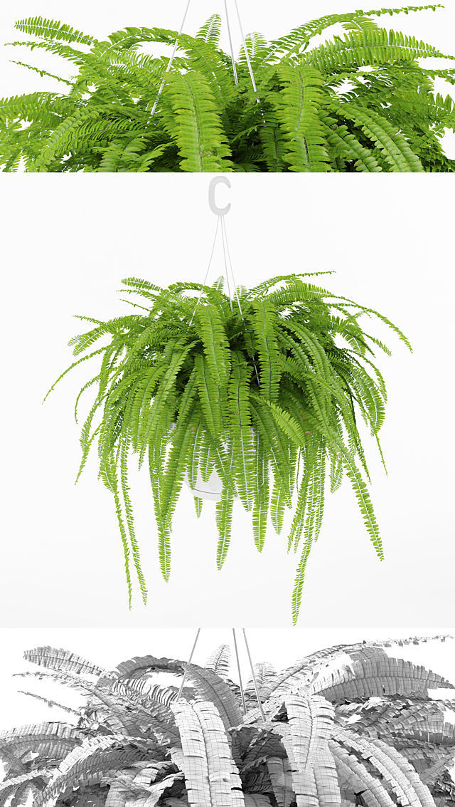 Fern 1 3DSMax File - thumbnail 1