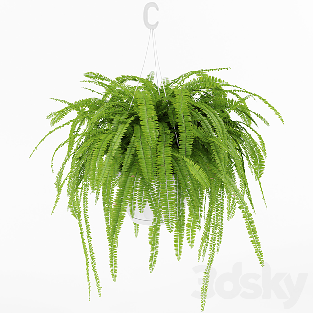 Fern 1 3DSMax File - thumbnail 3