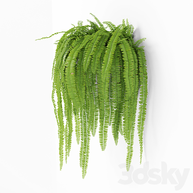 Fern 2 3DS Max Model - thumbnail 3