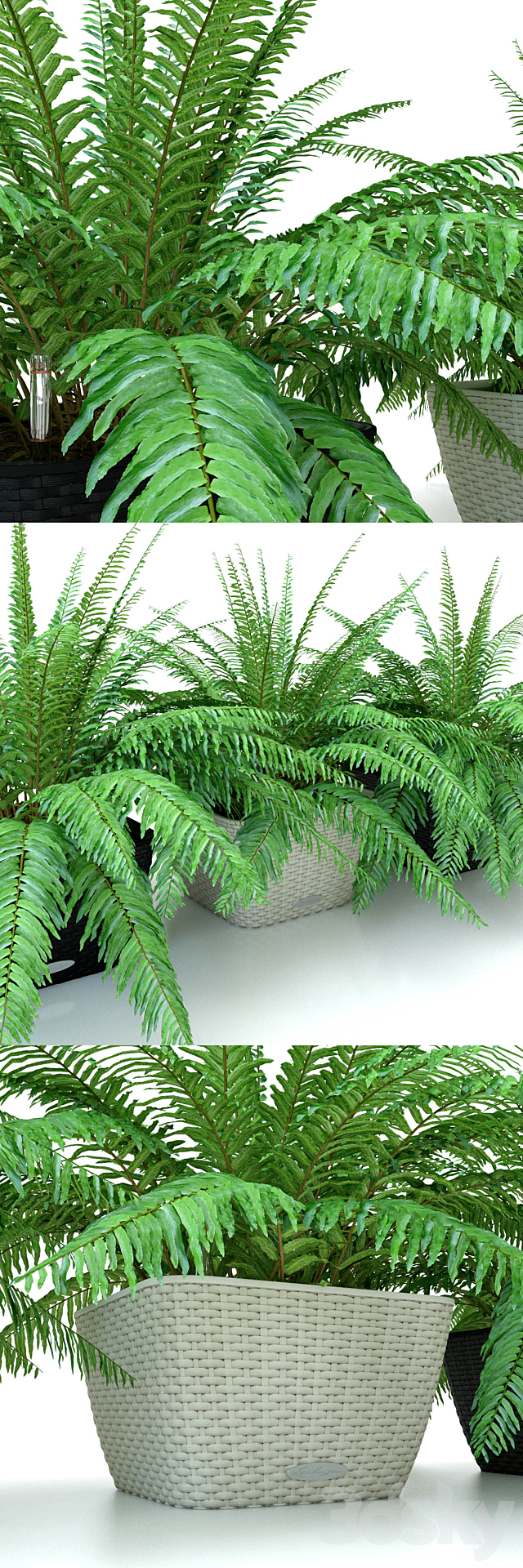 Fern _ Nephrolepis in pots Lechuza Bacino Cottage 3DSMax File - thumbnail 1