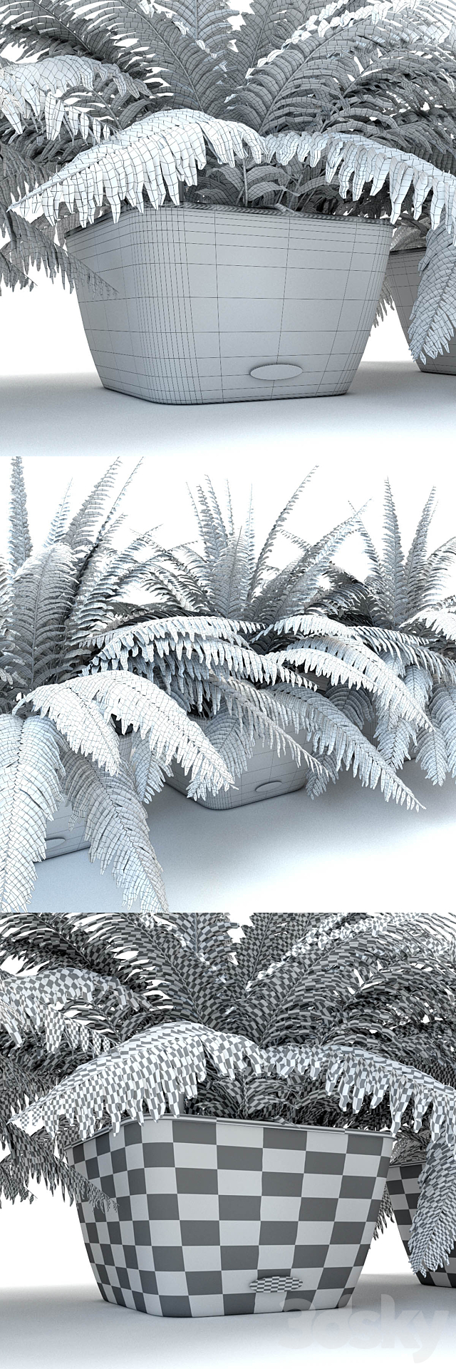 Fern _ Nephrolepis in pots Lechuza Bacino Cottage 3DSMax File - thumbnail 3