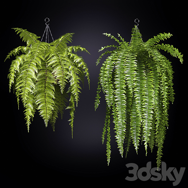 Fern (fern) 3DS Max Model - thumbnail 1