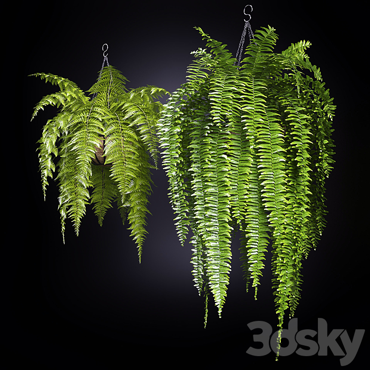 Fern (fern) 3DS Max Model - thumbnail 2