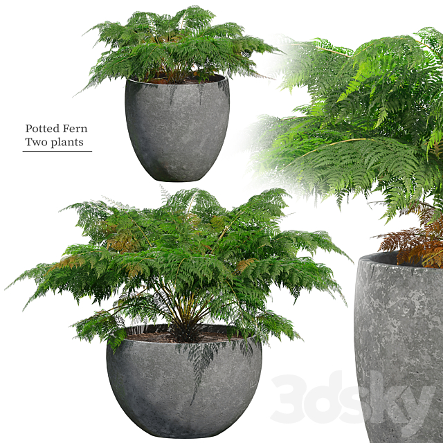 Fern in pot 3ds Max - thumbnail 1