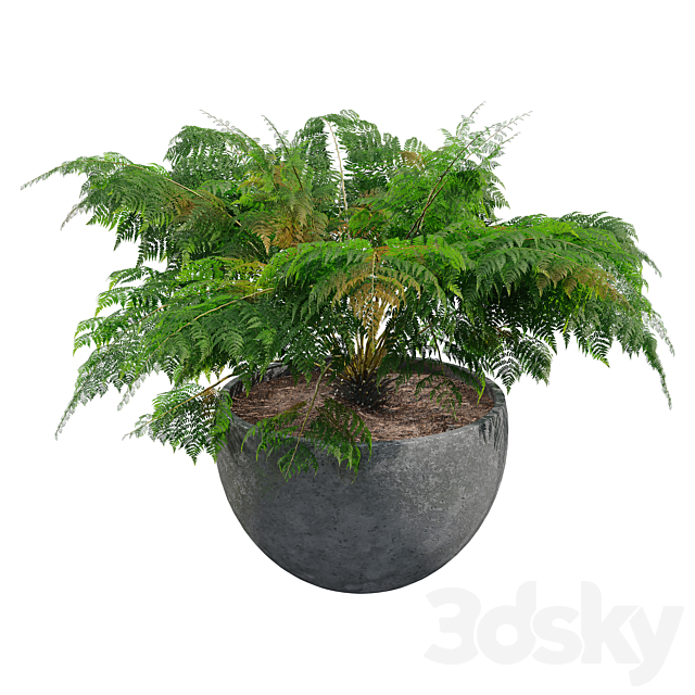 Fern in pot 3ds Max - thumbnail 2