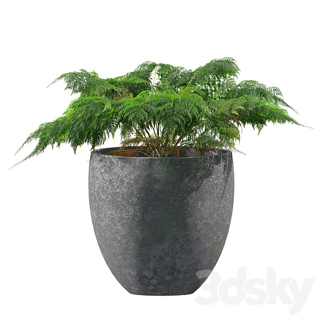 Fern in pot 3ds Max - thumbnail 3