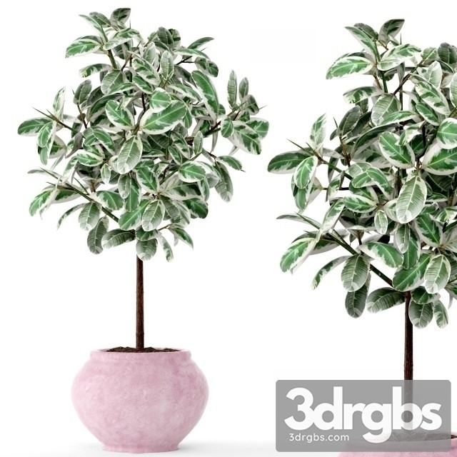 Ficus 2 3dsmax Download - thumbnail 1