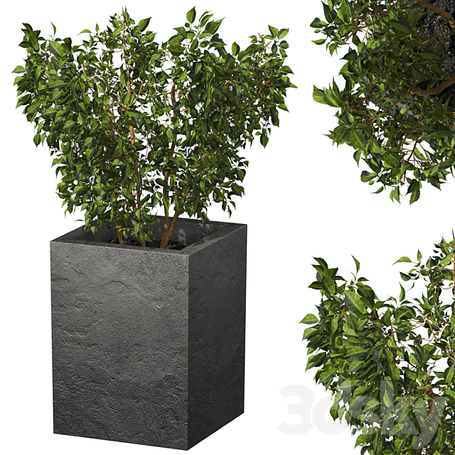 ficus 3ds Max - thumbnail 1