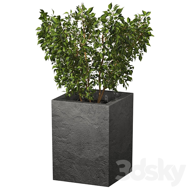 ficus 3ds Max - thumbnail 2