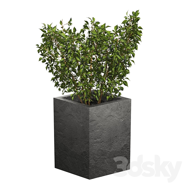 ficus 3ds Max - thumbnail 3