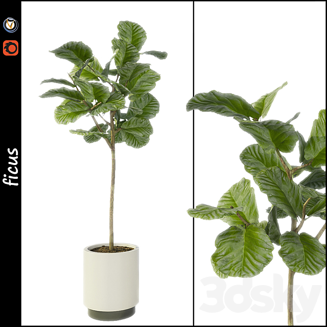 Ficus 3DSMax File - thumbnail 1