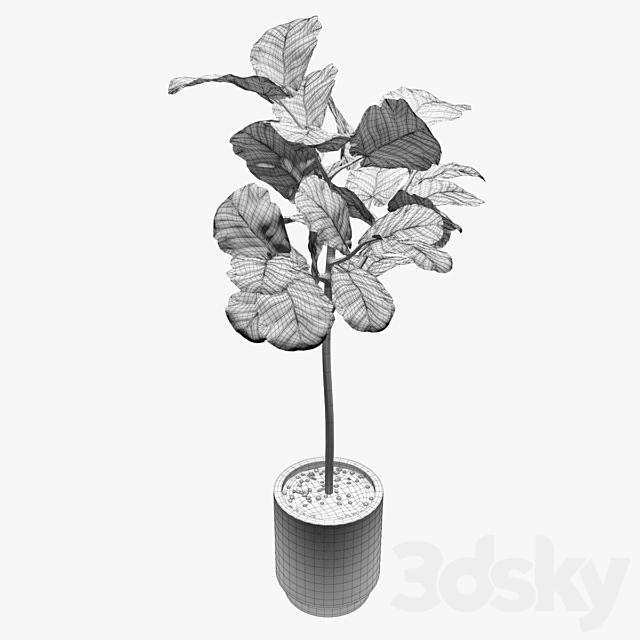 Ficus 3DSMax File - thumbnail 3