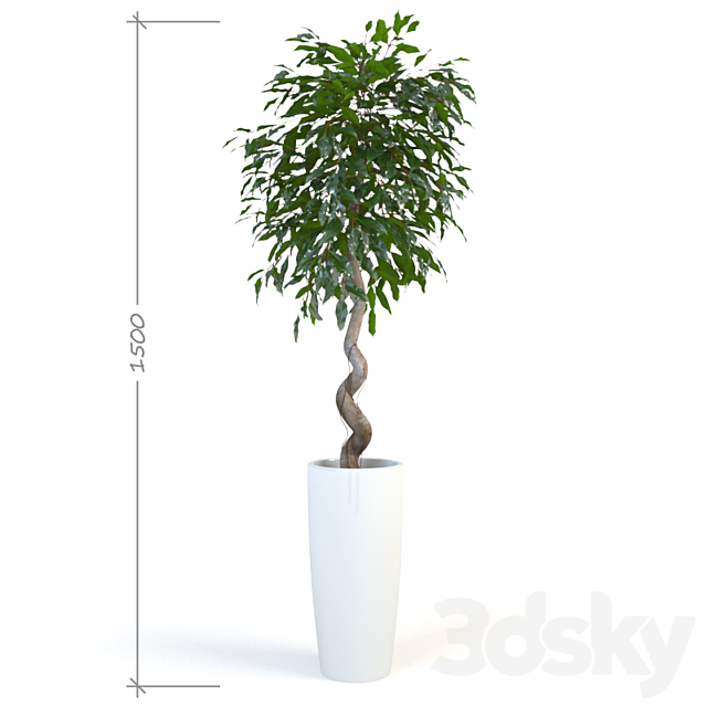 Ficus _ Daniel 3ds Max - thumbnail 1