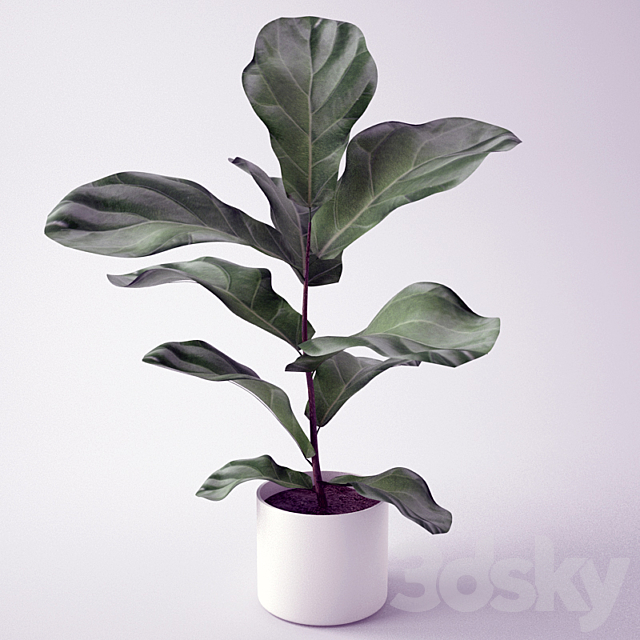 Ficus _ Seedling of Ficus 3DSMax File - thumbnail 1