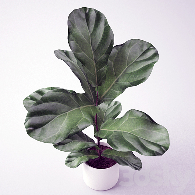 Ficus _ Seedling of Ficus 3DSMax File - thumbnail 2