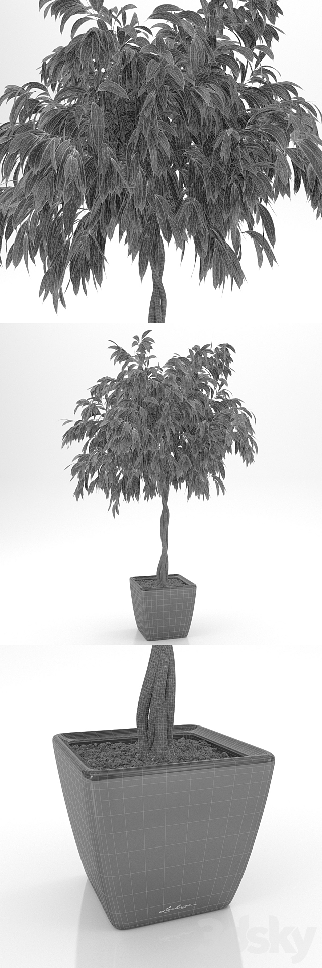 Ficus Ali _ Ficus binnendijkii 3DS Max Model - thumbnail 3