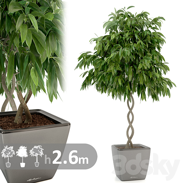 Ficus Ali _ Ficus binnendijkii 3DSMax File - thumbnail 1