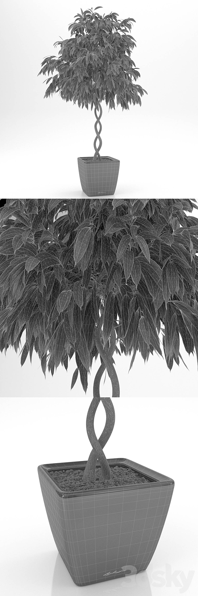 Ficus Ali _ Ficus binnendijkii 3DSMax File - thumbnail 3