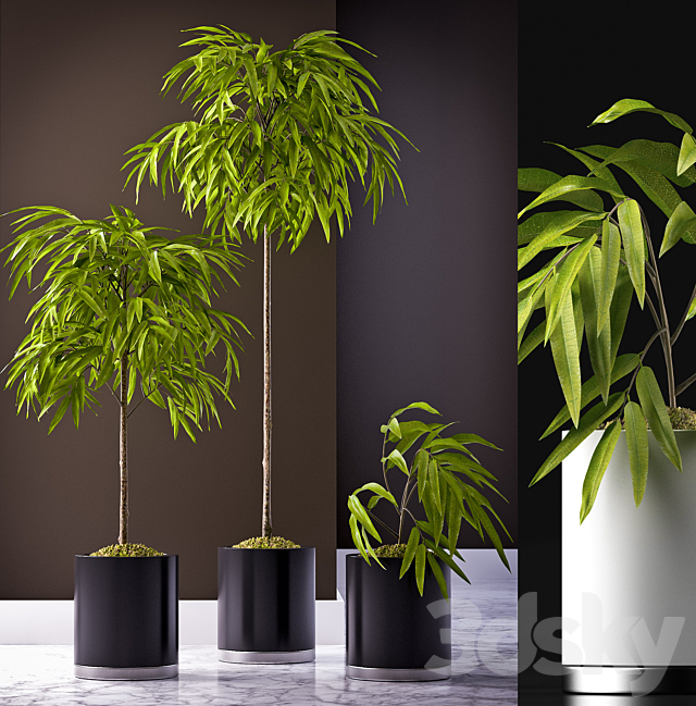 FICUS ALII PLANT 64 3DSMax File - thumbnail 1