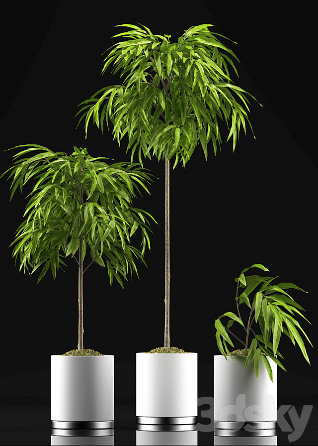 FICUS ALII PLANT 64 3DSMax File - thumbnail 2