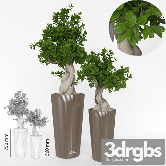 Ficus Bansai 3dsmax Download - thumbnail 1