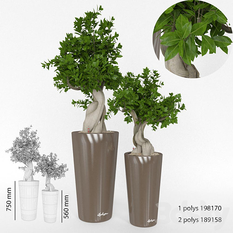 Ficus Bansal 3DS Max - thumbnail 1