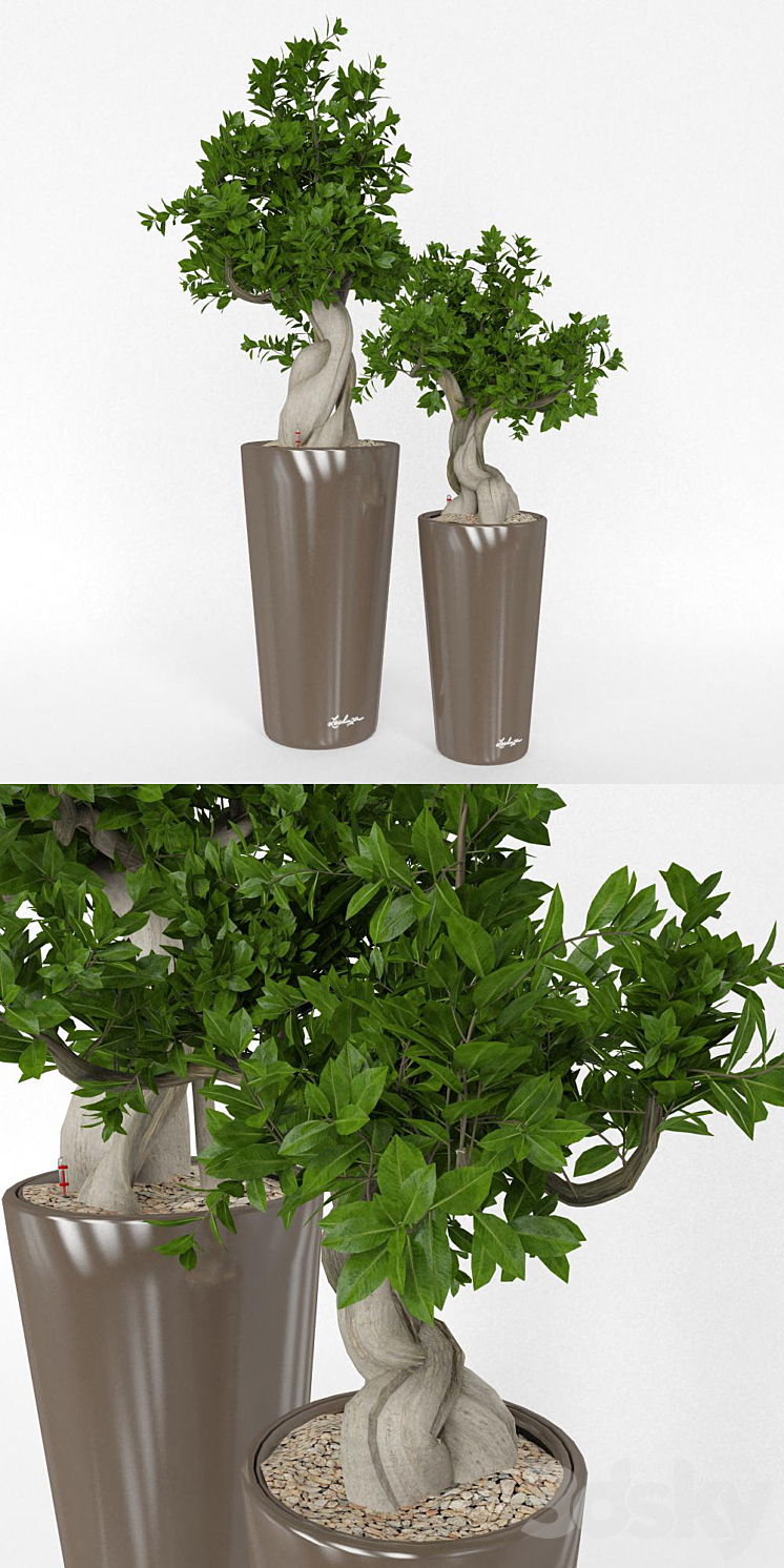 Ficus Bansal 3DS Max - thumbnail 2