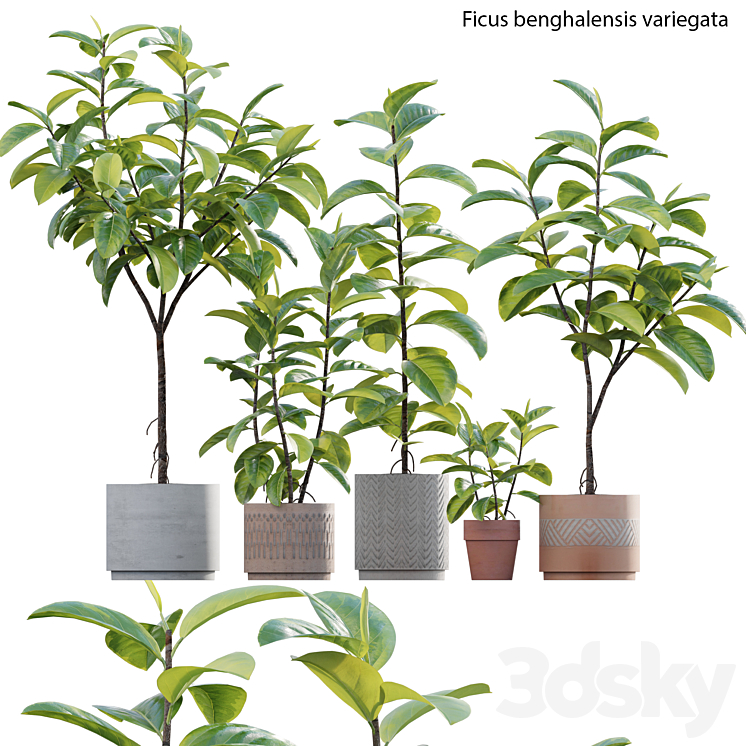 Ficus benghalensis 3DS Max Model - thumbnail 3