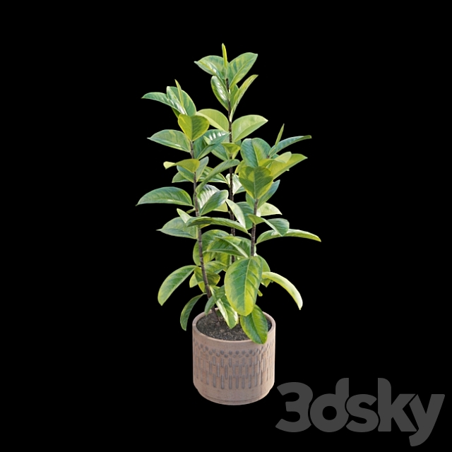 Ficus benghalensis 3DSMax File - thumbnail 3