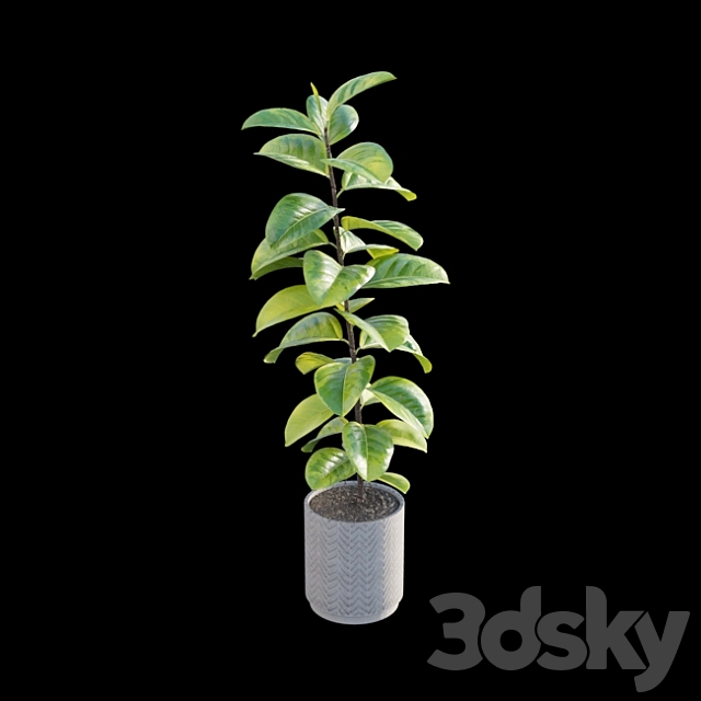 Ficus benghalensis 3DSMax File - thumbnail 4