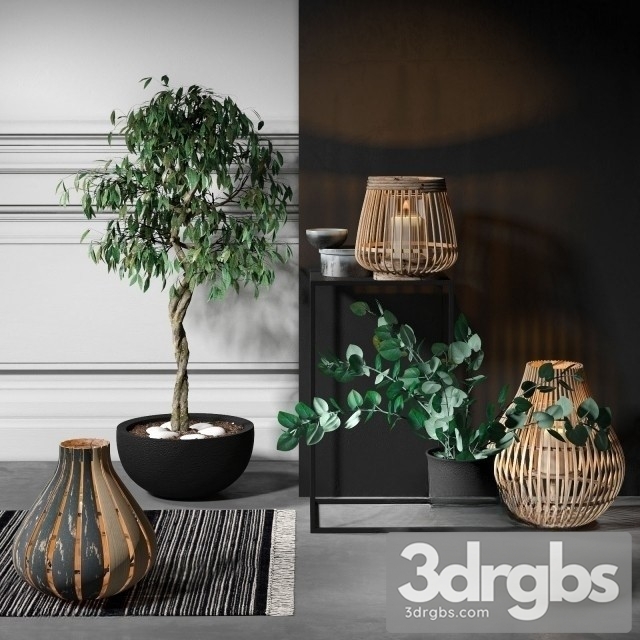 Ficus Benjamiana Set 3dsmax Download - thumbnail 1