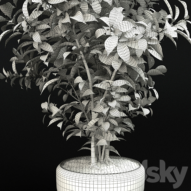 Ficus Benjamin 3DSMax File - thumbnail 2