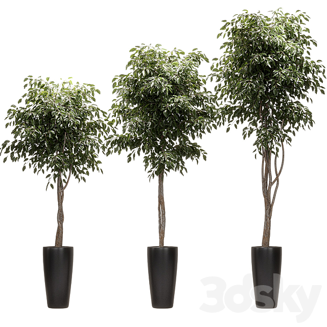 Ficus Benjamin Nitida on a bole. 3 models 3ds Max - thumbnail 1