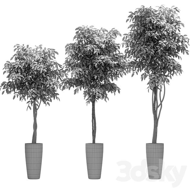 Ficus Benjamin Nitida on a bole. 3 models 3ds Max - thumbnail 2