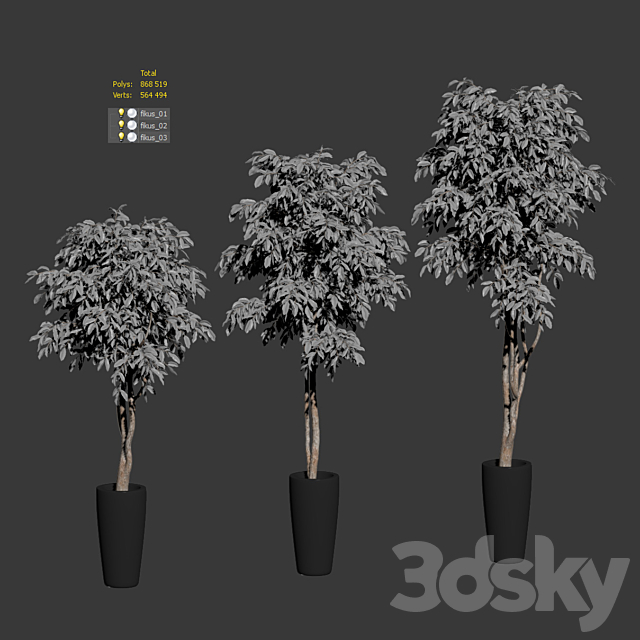 Ficus Benjamin Nitida on a bole. 3 models 3ds Max - thumbnail 3