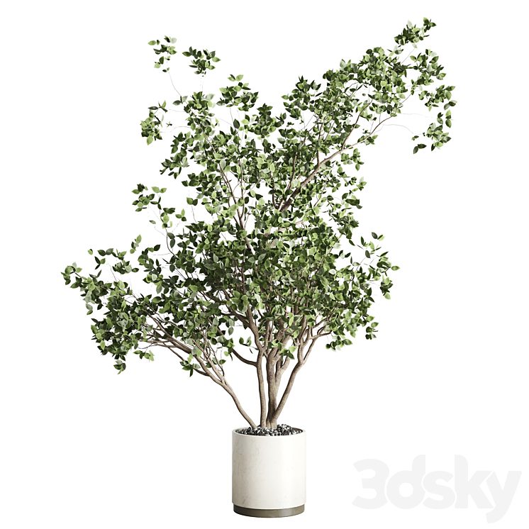 ficus benjamin tree and concrete pot 246 3DS Max - thumbnail 1