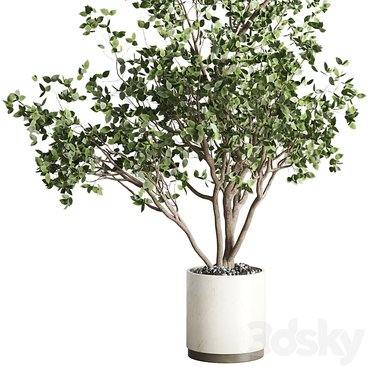 ficus benjamin tree and concrete pot 246 3DS Max - thumbnail 2