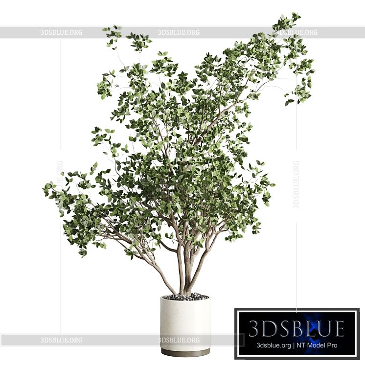 ficus benjamin tree and concrete pot 246 3DS Max - thumbnail 3