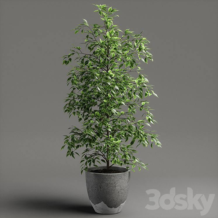 ficus benjamina 3DS Max - thumbnail 1