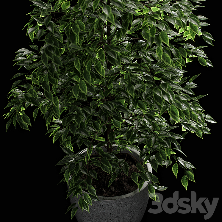 ficus benjamina 3DS Max - thumbnail 2