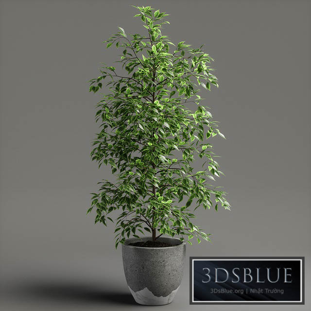 ficus benjamina 3DS Max - thumbnail 3