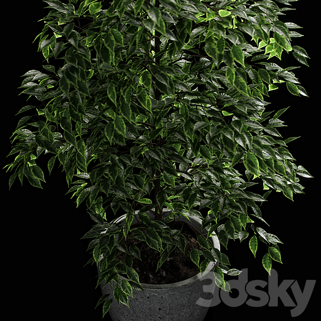 ficus benjamina 3DS Max Model - thumbnail 2