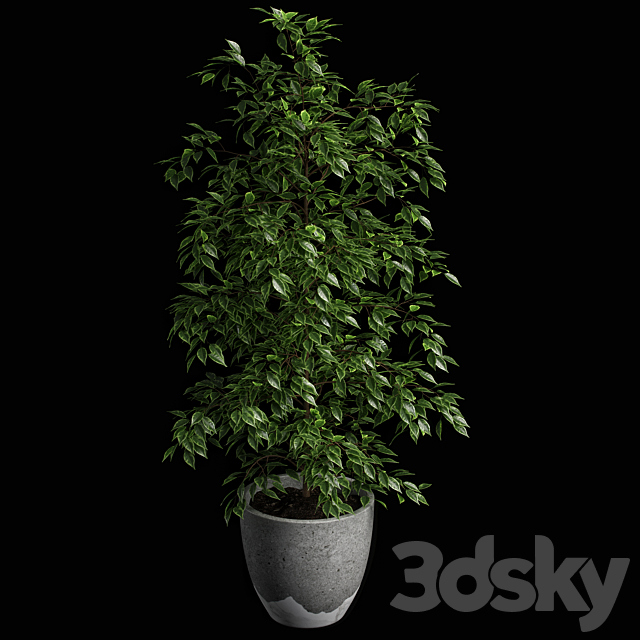 ficus benjamina 3DS Max Model - thumbnail 3