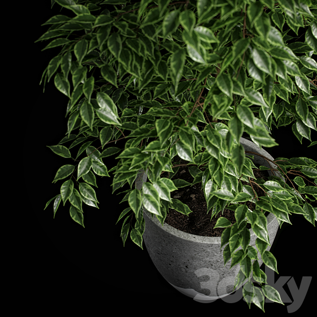 ficus benjamina 3DS Max Model - thumbnail 4