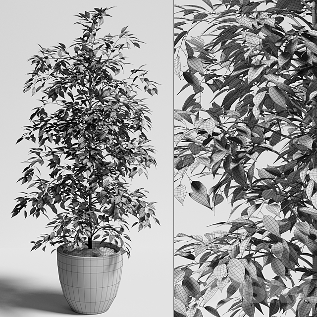 ficus benjamina 3DS Max Model - thumbnail 5