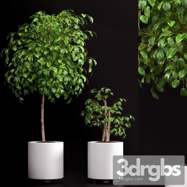 Ficus Benjamina 3dsmax Download - thumbnail 1