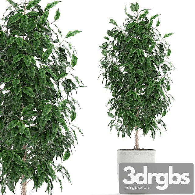 Ficus Benjamina 554 Indoor Tree White Pot Flower Pot Scandinavian Tree Indoor Table 3dsmax Download - thumbnail 1