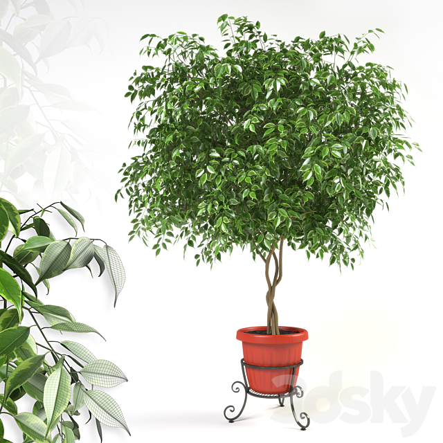 Ficus benjamina on forged stand 3ds Max - thumbnail 1