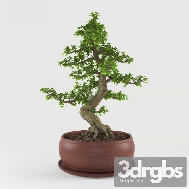 Ficus Bonsai 3dsmax Download - thumbnail 1